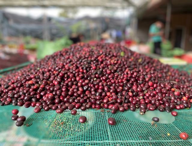 CAFÉ/CEPEA: Retirada parcial de tarifas pelos EUA mantém risco competitivo ao café do BR